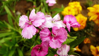 春日花卉與水果的芬芳絮語