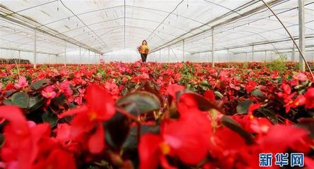 江蘇海安 以科技創(chuàng)新領(lǐng)跑現(xiàn)代農(nóng)業(yè)，水果產(chǎn)業(yè)邁向智慧化