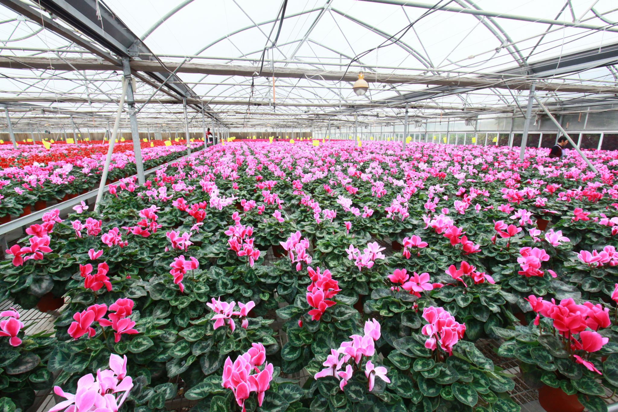 科技賦能仙客來綻放“花樣經(jīng)濟(jì)”，水果產(chǎn)業(yè)迎來新機(jī)遇