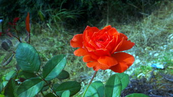 花與果的交響 自然饋贈中的美學(xué)與營養(yǎng)