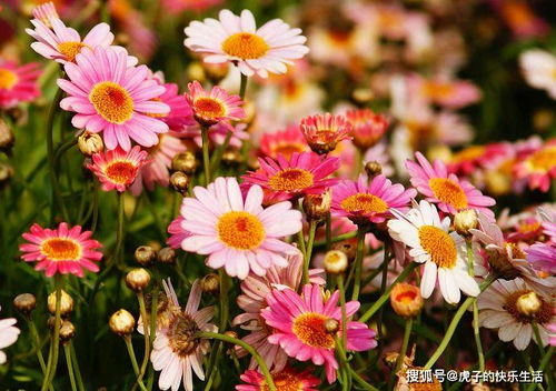 清雅映日，紅艷如霞——精品荷花‘水果’的獨特魅力