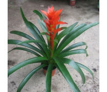 花卉產品庫 自然之美，生活之韻